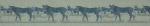 19 Beige Zebra